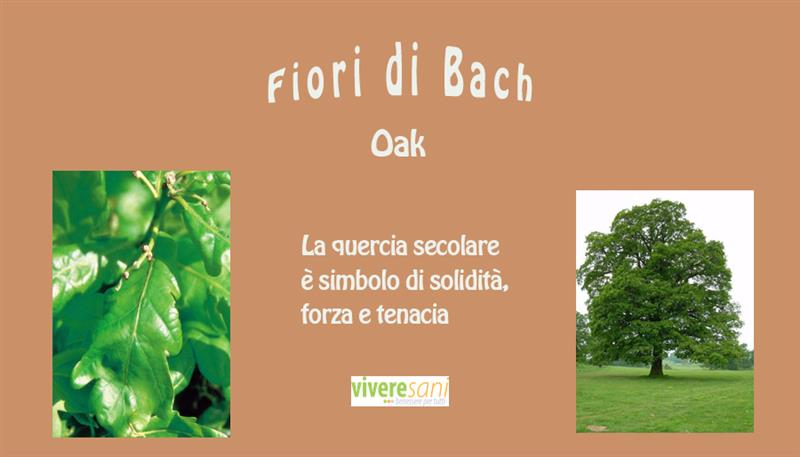 Fiori di Bach: Oak Fiori di Bach: Oak
